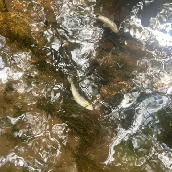 Peixes mortos no R&iacute;o Mera