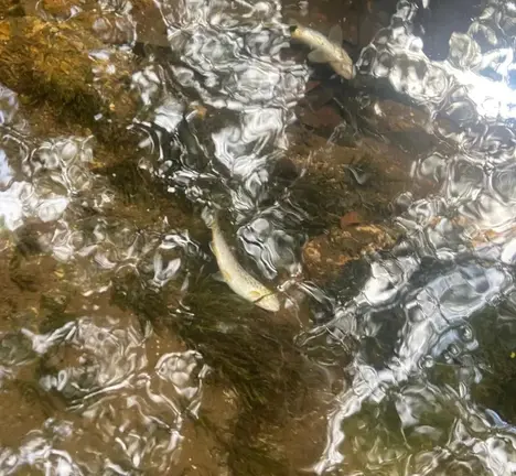 Peixes mortos no R&iacute;o Mera